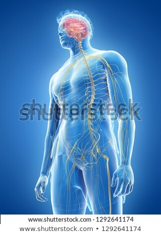 Foto stock: 3d Rendered Illustration Of The Male Nerve System
