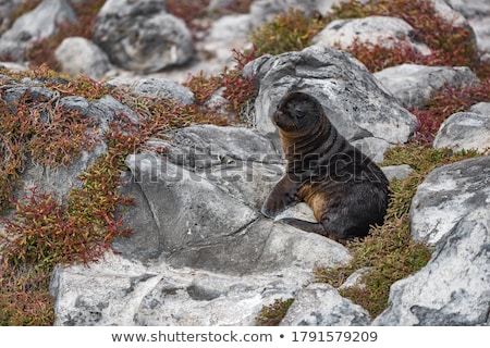 Galapagos Sea Lions Playful Playing In Sand Lying On Beach Galapagos Islands Stok fotoğraf © Maridav