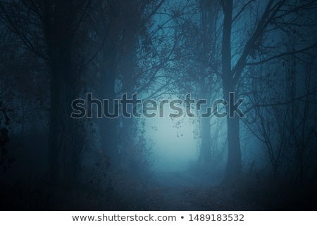 Foto stock: Silhouettes Of Trees In A Mysterious Forest With Fog