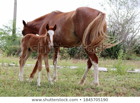 ストックフォト: Foal With Mother