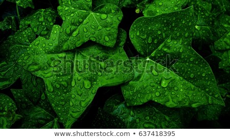 Foto stock: Ivy Leaf With Raindrops