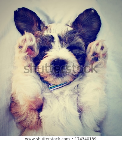 Stock photo: Puppy Sleeping On Paws