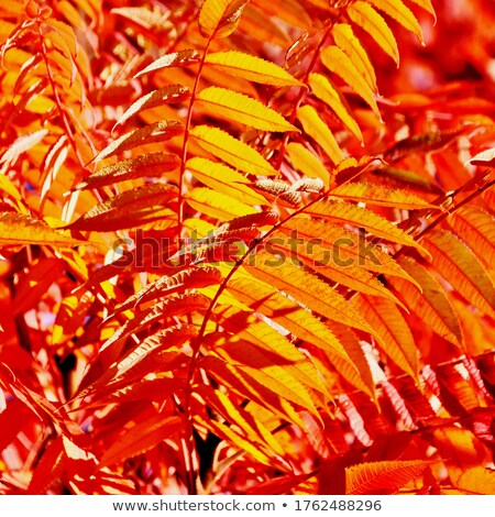 Imagine de stoc: Staghorn Sumac Fall Leaves