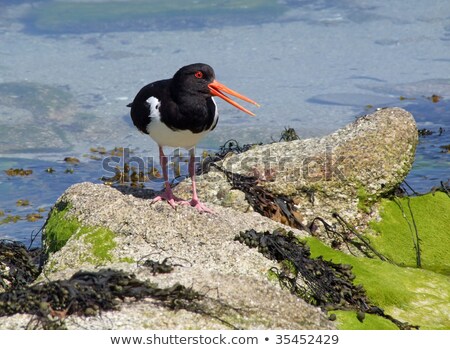 Foto stock: Strero · con · un · pico · abierto · Isles · of · Scilly · Uk