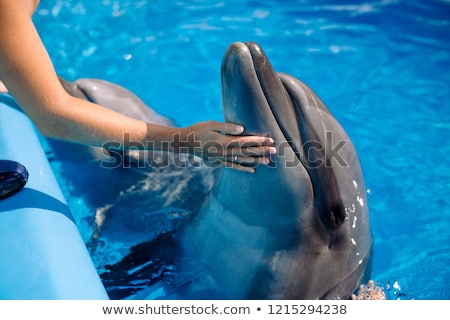 Foto stock: Dolphin Show