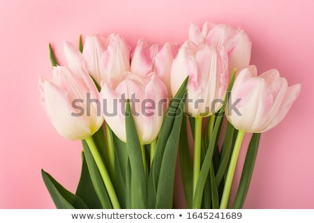 Stock fotó: Bouquet Of Pink Dutch Tulips In Vase