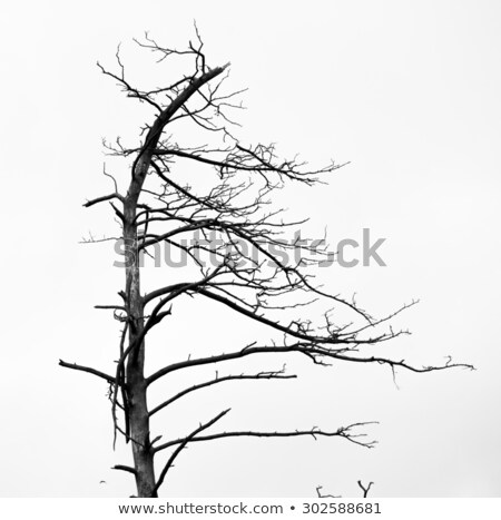 Stockfoto: Dead Pine Trees Juodkrante Lithuania