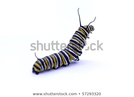 Stockfoto: Macro Of Black Caterpillars Isolated On White