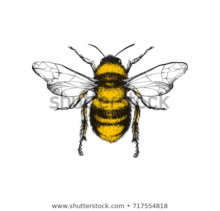 Stock photo: Honey Bee