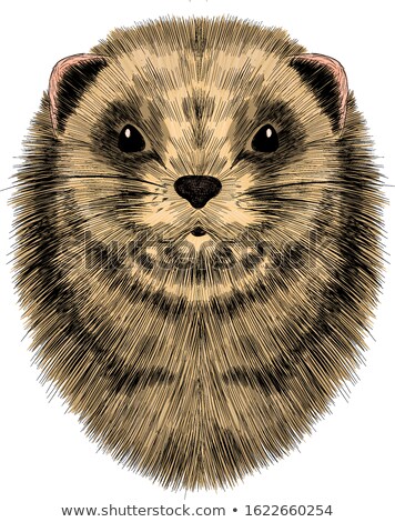 Zdjęcia stock: Groundhog Marmot Portrait Isolated Wild Rodent Head Illustrati