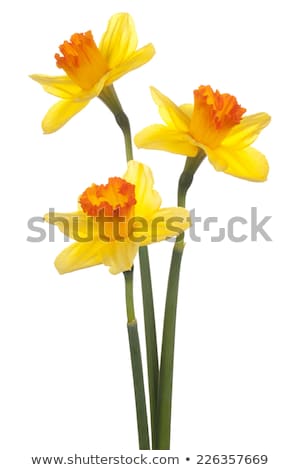 ストックフォト: Daffodil Flowers In Yellow Color