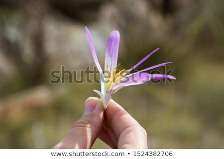 Foto stock: Woman Holding A Fresh Purple Saffron Flower