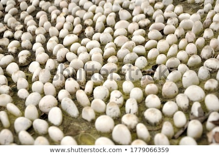 Stok fotoğraf: Close Up Of Pebble Stones On The Pavement For Foot Reflexology Selective Focus