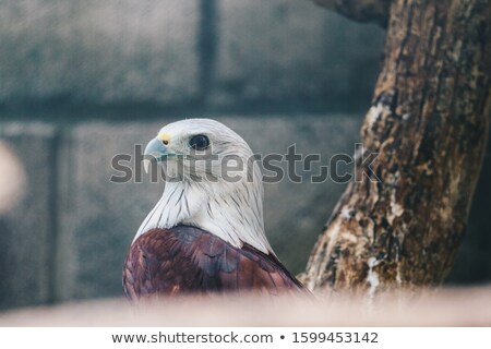 Stockfoto: Brahminy Kite Haliastur Indus Or Elang Bondol Bird Of Prey