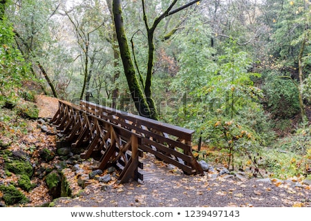 Stockfoto: Footbridge In California Live Oak Forest