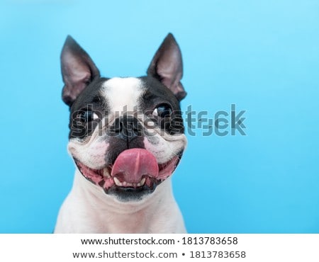 Сток-фото: Portrait Of An Adorable Boston Terrier