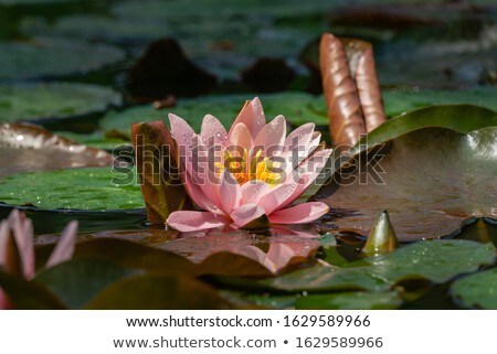 Stok fotoğraf: Beautiful Pink Water Lily Bud