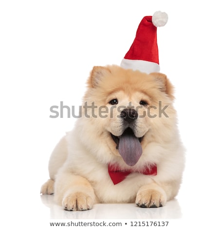 Stock foto: Classy Chow Chow Wearing Santa Cap Lying And Panting