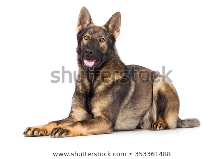 Stock foto: German Shepherd Lying In The White Studio Floor