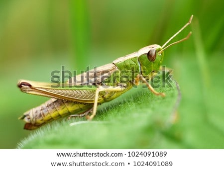 ストックフォト: Grasshopper