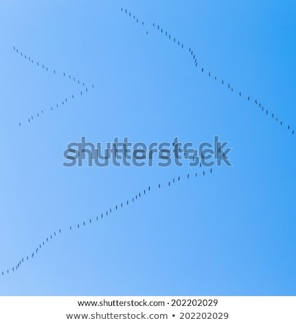Stock fotó: Migrant Birds On Their Way To Warmer Aerea