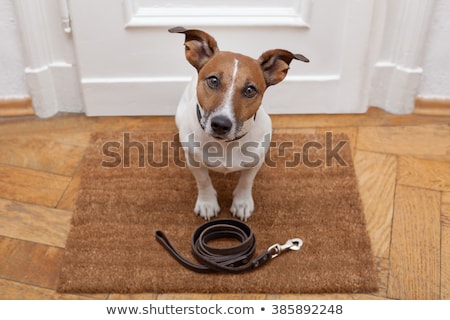 Foto d'archivio: Dogs With Leash And Owner Ready To Go For A Walk