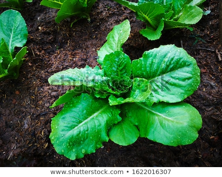 Stock photo: Young Salad Plants Lactuca Sativa