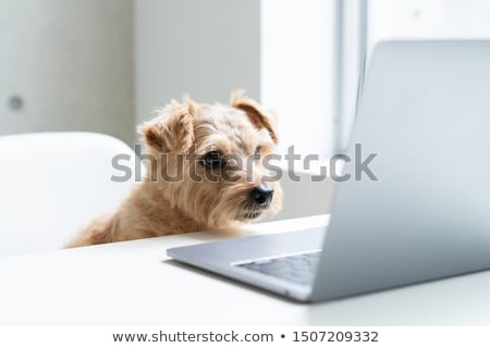 Foto stock: Dog Computer