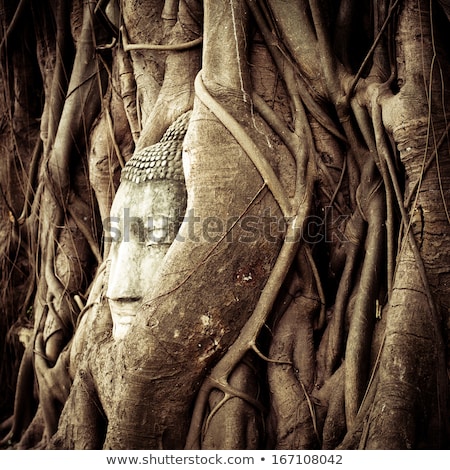 Stok fotoğraf: Buddha Head Hidden In The Tree Roots