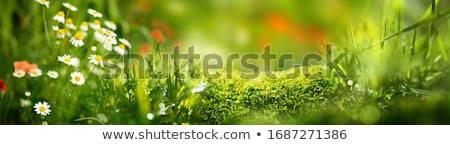 Foto stock: Daisies In A Meadow Close Up