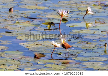 African Jacana Walks Among Water Hyacinth Leaves Zdjęcia stock © Artush