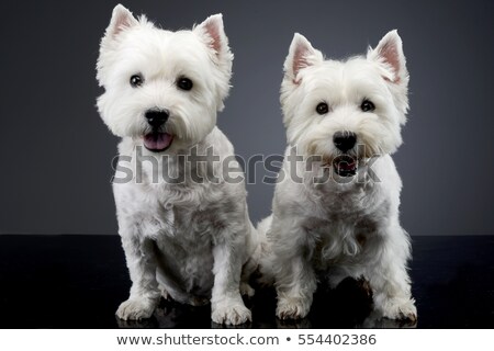 Foto stock: Two West Highland White Terrier Sitting In A Dark Studio