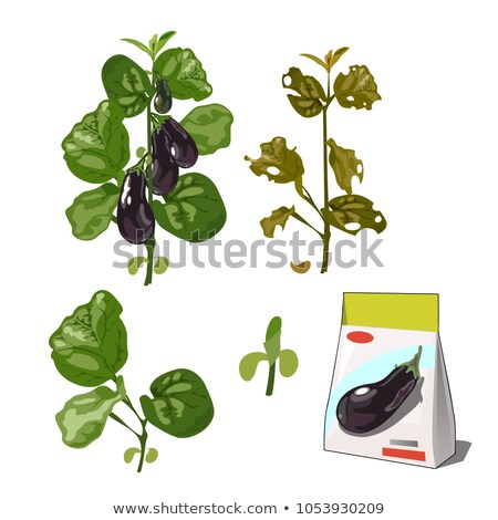 Foto stock: Set Of Stages Of Life Of A Agricultural Plant Eggplant Isolated On White Background Paper Packaging