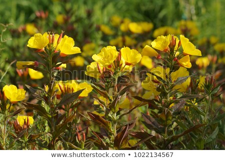 Stock fotó: Common Evening Primrose