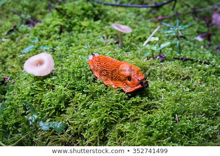 Foto stock: Orange Slug And Mushrooms