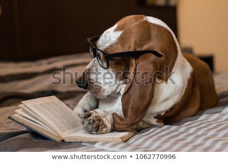 Stock fotó: Dog Reading Book