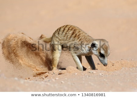 Stockfoto: Tokstaartjes · Suricata · Suricatta