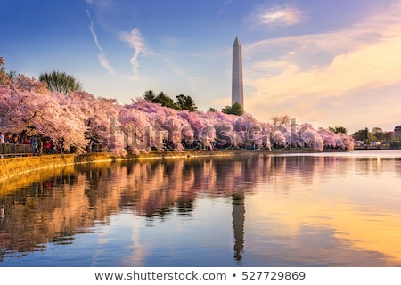 Stok fotoğraf: The Washington Monument At Springtime In Washington Dc