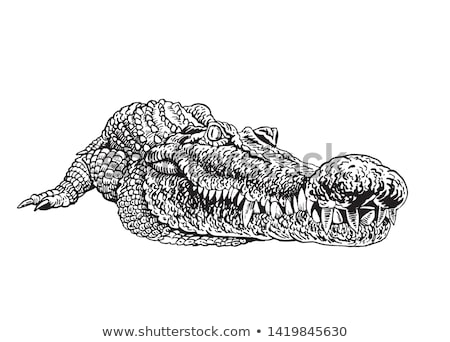 Foto stock: Crocodiles Head