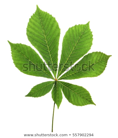 Foto stock: Chestnut Leaf