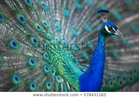 ストックフォト: Splendid Peacock Pavo Cristatus