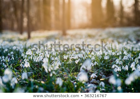 Stock fotó: Sunlit Snowdrops