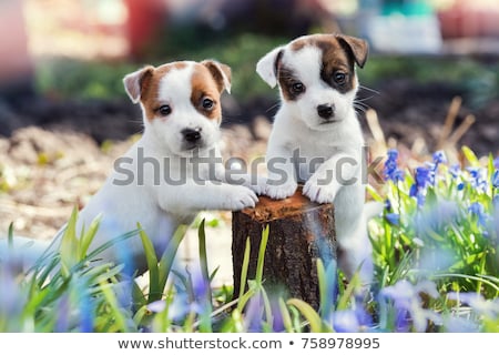Foto stock: Jack Russell Terrier Puppy