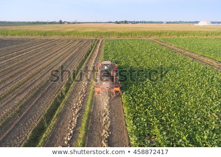 Foto d'archivio: Aerial View Of Cultivated Sugar Beet Field