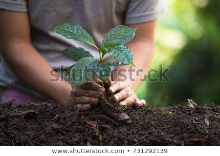 Stok fotoğraf: Plant A Tree Natural Background Plant Coffee Seedlings In Nature Green Fresh