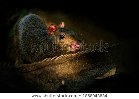 [[stock_photo]]: Ungle · Forêt · Tropicale · Yucatan · Mexique · Amérique · Centrale