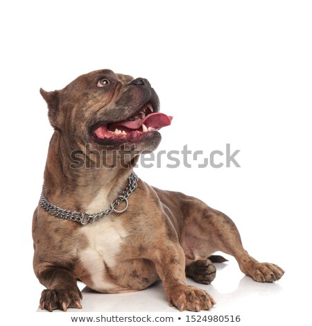 [[stock_photo]]: Curious American Bully With Collar Lies And Looks Up