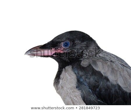 [[stock_photo]]: Close Up Of Hooded Crow