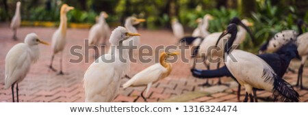 Stockfoto: Little Egret Cattle Egret Bubulcus Ibis Waters Edge Banner Long Format