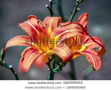 Stockfoto: Orange Liliy Flowers